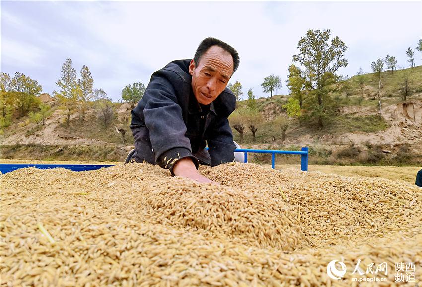 靖邊縣馬季溝村民在收獲稻谷。白凌燕攝