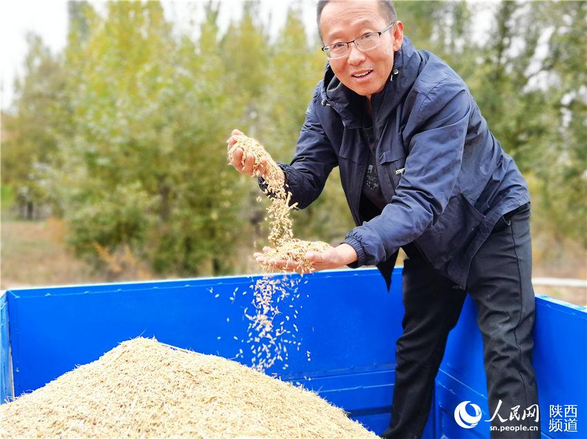 靖邊縣馬季溝村民在收獲稻谷。白凌燕攝