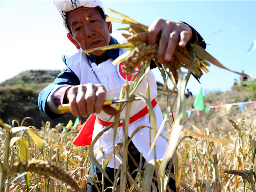 高西溝村的谷子地里，農(nóng)民隊(duì)員們割谷打捆，一派熱火朝天景象。杜銀寶攝