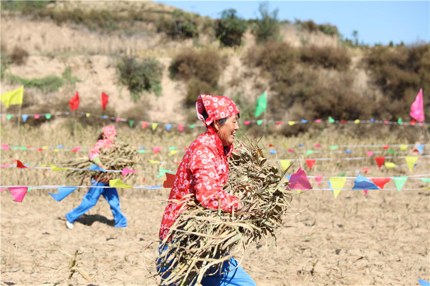 高西溝村的谷子地里，農(nóng)民隊員們割谷打捆，一派熱火朝天景象。杜銀寶攝