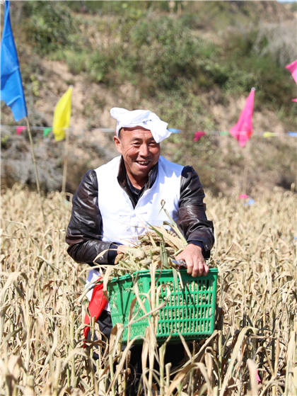 高西溝村的谷子地里，農(nóng)民隊員們割谷打捆，一派熱火朝天景象。杜銀寶攝