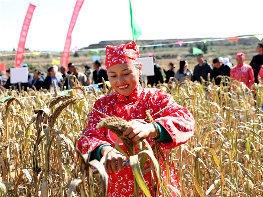 高西溝村的谷子地里，農(nóng)民隊員們割谷打捆，一派熱火朝天景象。杜銀寶攝