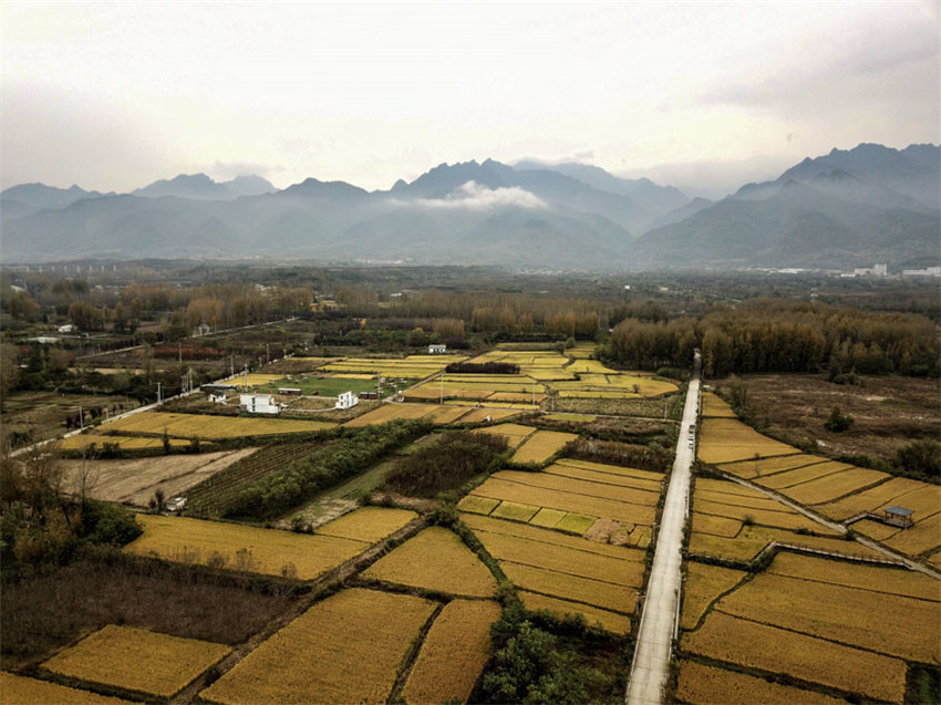 背靠大秦嶺的長(zhǎng)安王莽恢復(fù)了水稻種植，水鄉(xiāng)農(nóng)耕景觀得以再現(xiàn)。吳超攝