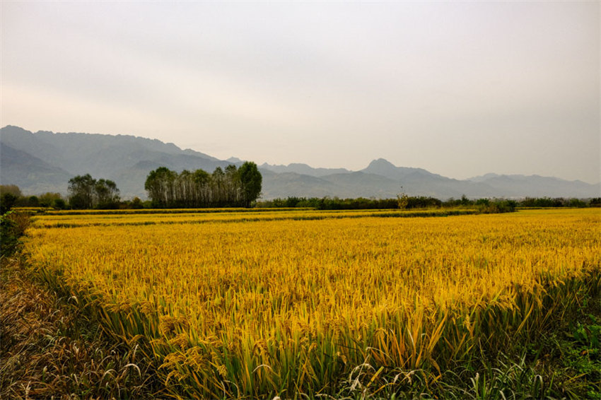 背靠大秦嶺的長(zhǎng)安王莽恢復(fù)了水稻種植，水鄉(xiāng)農(nóng)耕景觀得以再現(xiàn)。吳超攝