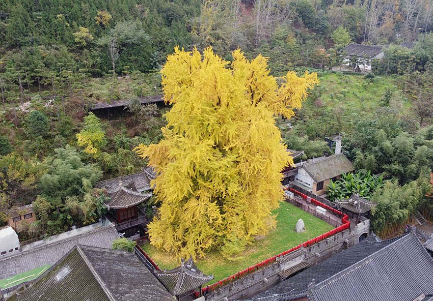 千年銀杏樹(shù)披上“金縷衣”，引來(lái)眾多游客打卡拍照。黨童攝