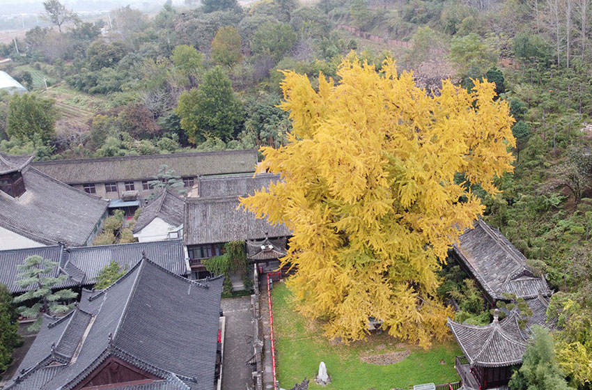 千年銀杏樹披上“金縷衣”，引來眾多游客打卡拍照。黨童攝