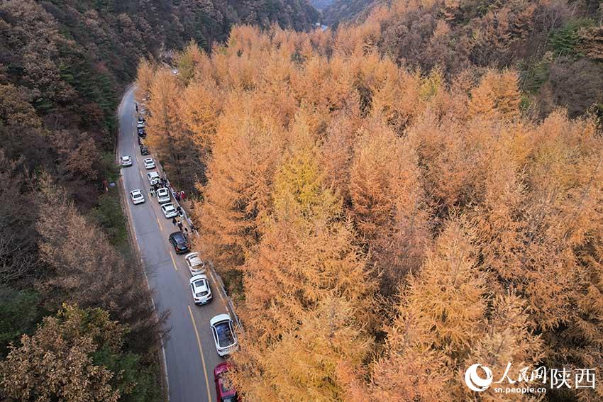 10月30日，210國道秦嶺分水嶺沿途車流如織，秋色正濃。楊凱 攝