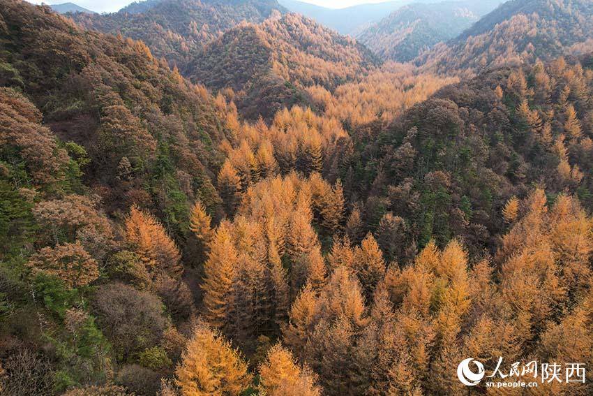 10月30日，210國(guó)道秦嶺分水嶺沿途車(chē)流如織，秋色正濃。楊凱 攝