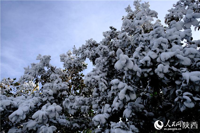 11月6日晚，古城西安迎來(lái)2021年第一場(chǎng)雪。吳超攝