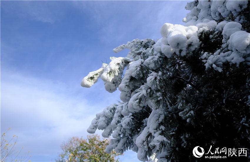 11月6日晚，古城西安迎來2021年第一場雪。吳超攝