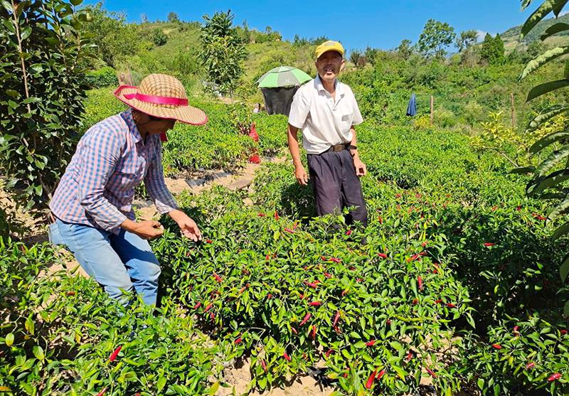 陜西尚都富硒辣椒農(nóng)業(yè)發(fā)展有限公司位于旬陽(yáng)高新區(qū)呂河工業(yè)園區(qū)，主要從事從事辣椒種植、加工和銷(xiāo)售。該公司同農(nóng)戶(hù)簽訂訂單收購(gòu)協(xié)議，由農(nóng)民種植辣椒，公司進(jìn)行收購(gòu)。圖為村民正在采摘辣椒。周尚攝