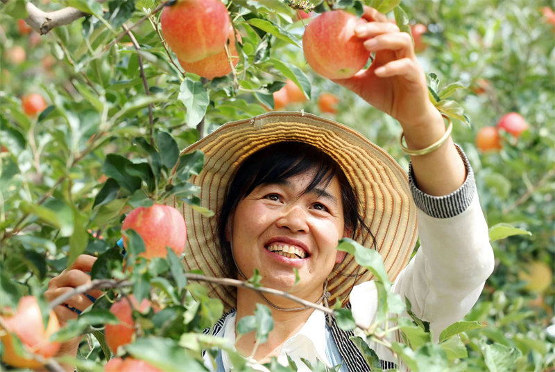 近日，陜西省合陽縣甘井鎮(zhèn)的蘋果迎來豐收，已有超3萬件蘋果被銷往全國各地。雷現(xiàn)榮 攝