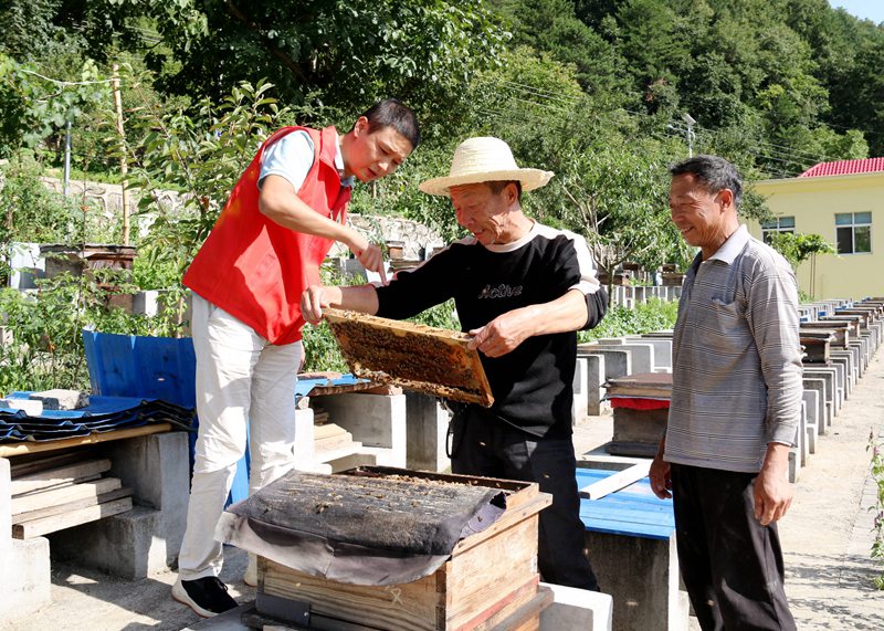 在“蜜蜂王國”長角壩鎮(zhèn)龍草坪村，黨員志愿者和蜂農(nóng)一起察看產(chǎn)蜜情況。 吳彥峰攝