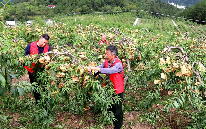 在大河壩鎮(zhèn)陌上花開生態(tài)農(nóng)莊冬桃園里，黨員干部和村民一起剪枝，冬桃豐收在望。吳彥峰攝