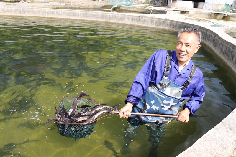 在全國鄉(xiāng)村旅游重點村長角壩鎮(zhèn)沙窩村，村民在永明漁業(yè)園區(qū)捕撈鱘魚等冷水魚準備出售。吳彥峰攝