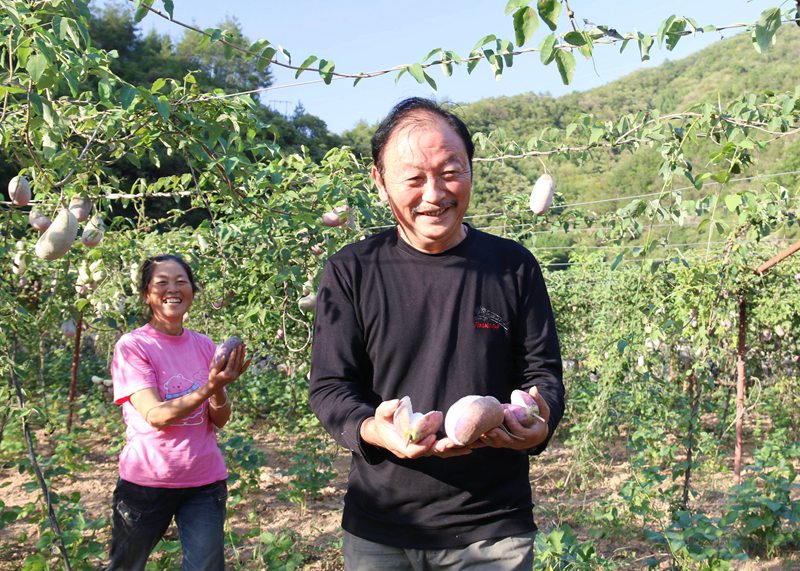 在袁家莊街道王家灣村八月瓜產(chǎn)業(yè)園里，村民們喜悅展示收獲。吳彥峰攝