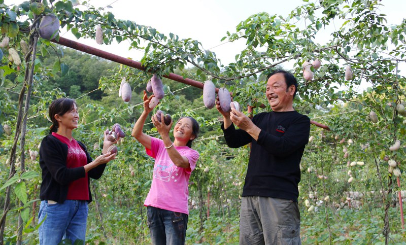 在袁家莊街道王家灣村產(chǎn)業(yè)園里，村民們在黨員指導(dǎo)下喜摘八月瓜。吳彥峰攝