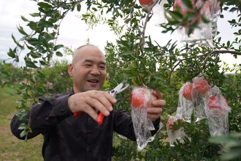 手捧剛采摘下來的石榴，果農(nóng)們喜笑顏開。王三合攝