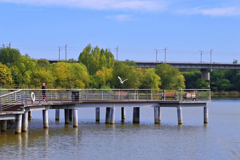 鳥兒在西安浐灞國家濕地公園飛翔。張超群攝