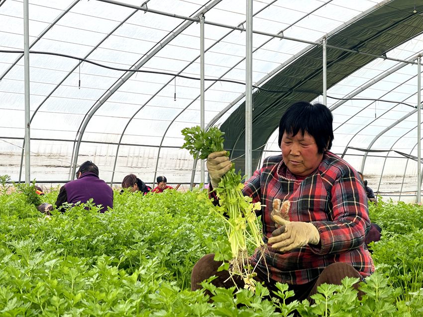 蔬菜大棚內群眾正在采收麥芹。人民網袁飛 攝