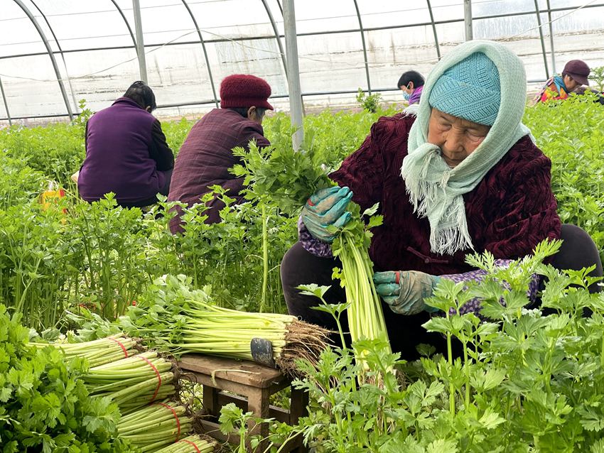 蔬菜大棚內(nèi)群眾正在采收麥芹。人民網(wǎng)袁飛 攝