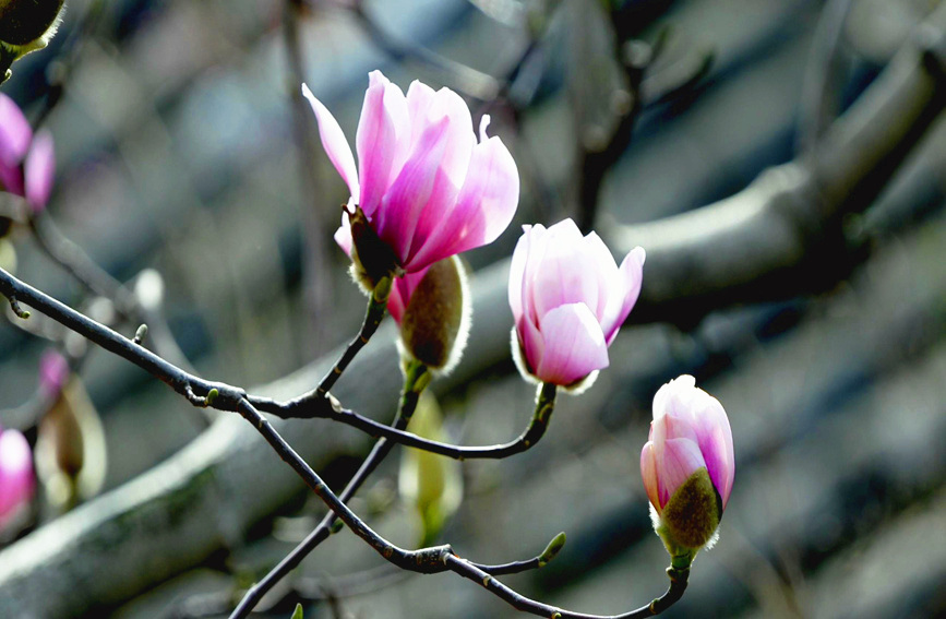 旱蓮開花時(shí)只有花而無(wú)葉，盛開時(shí)紅白相間。張一鳴 攝