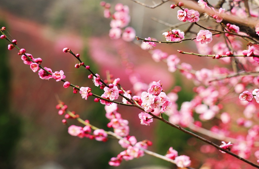 一簇簇梅花盛開，紅似火粉如霞。趙靜 攝