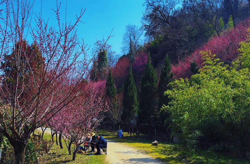 游客專程趕來(lái)賞梅，享受著春日美景。趙靜 攝