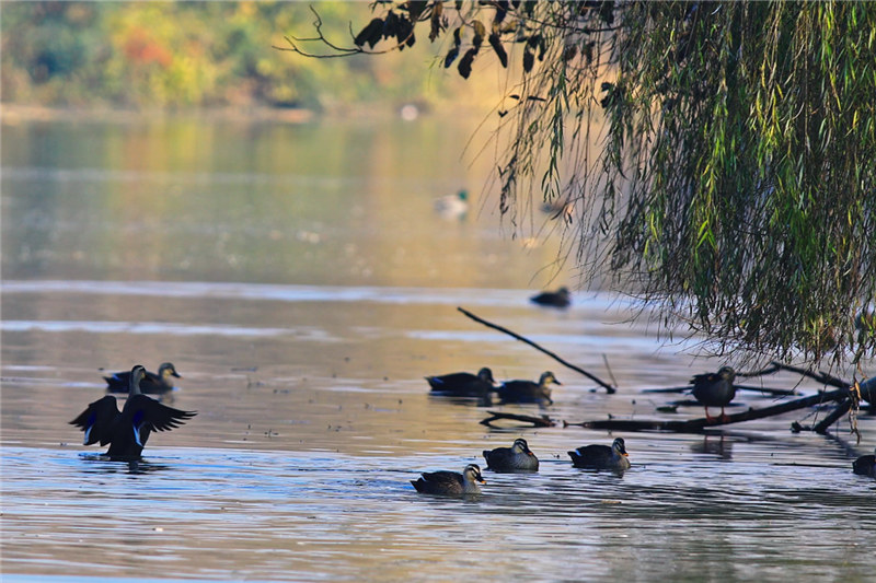 西安浐灞國家濕地公園迎來“花”式美景