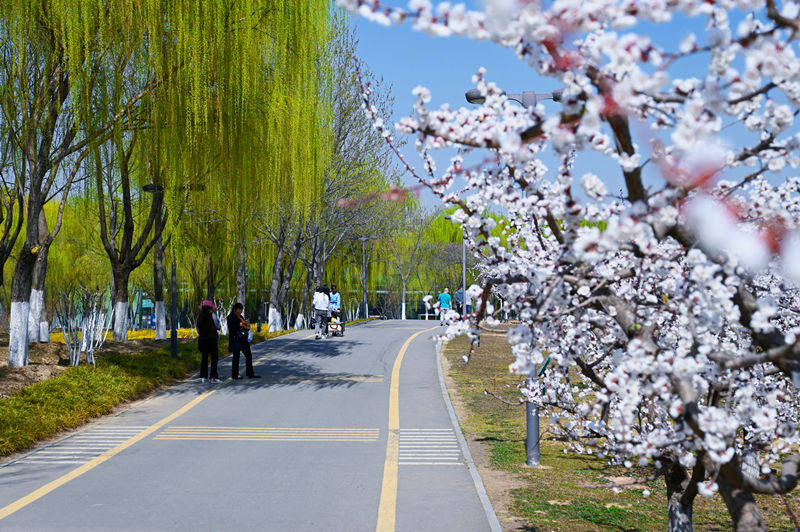 西安浐灞國(guó)家濕地公園迎來(lái)“花”式美景