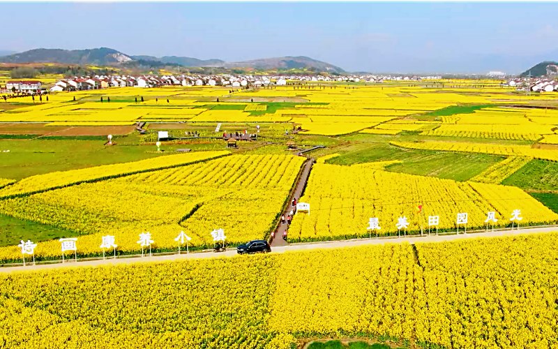 陜西勉縣溫泉鎮(zhèn)千畝油菜花盛開。石轉(zhuǎn)玲 攝