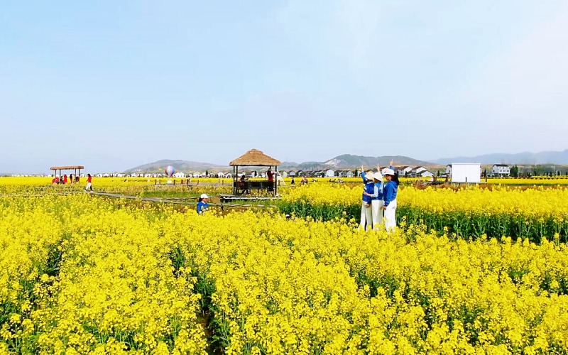 油菜花海吸引游客前來(lái)拍照打卡。任莉 攝