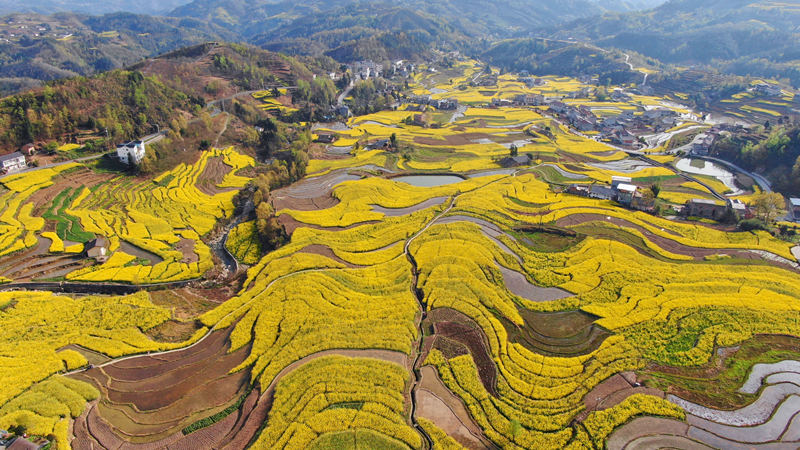 擁有260年歷史的鳳堰古梯田迎來最美油菜花海。