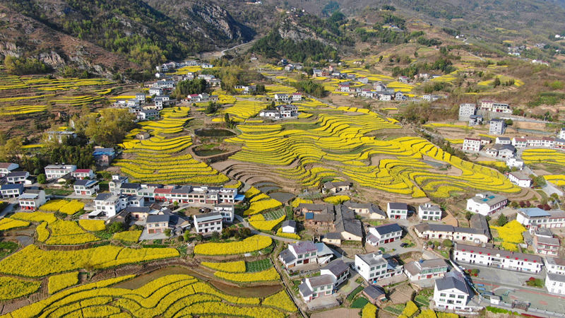 擁有260年歷史的鳳堰古梯田迎來最美油菜花海。