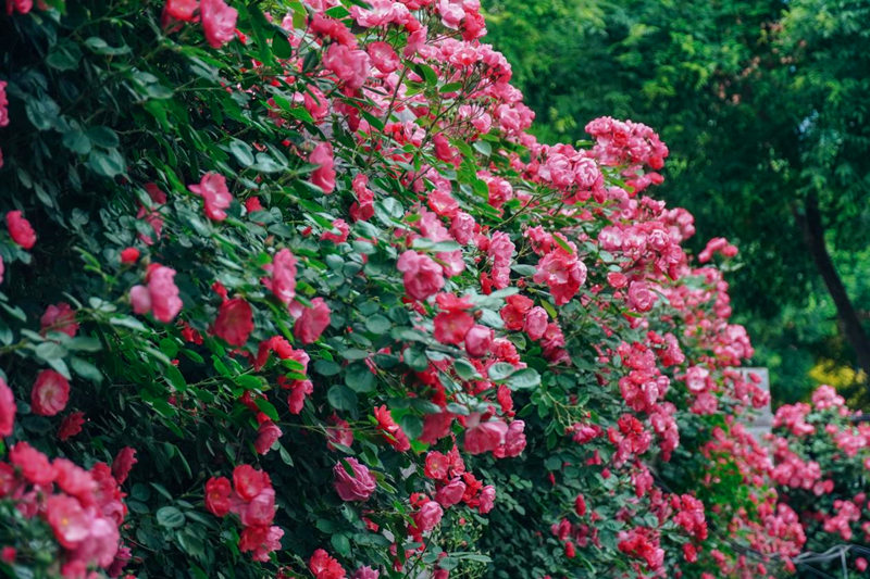 西安醫(yī)學院的薔薇花墻。甘雨欣 攝