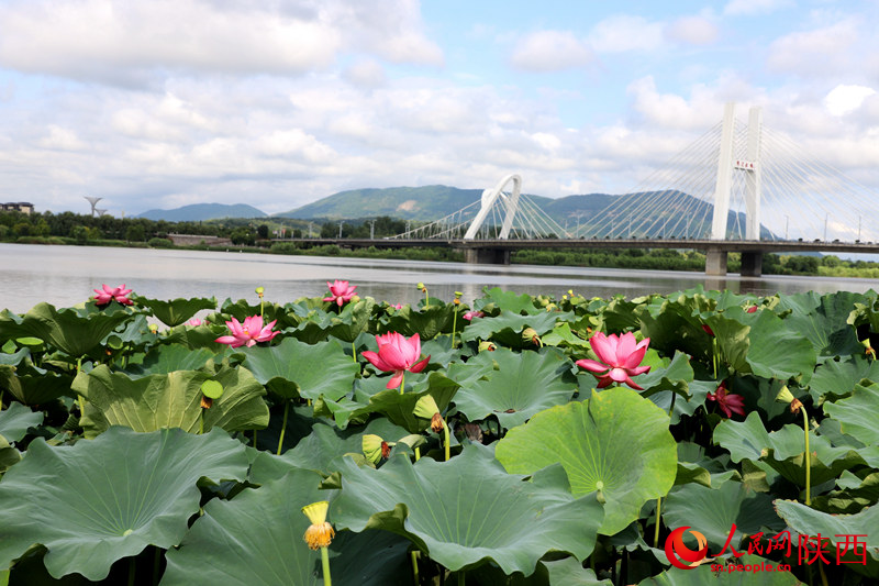 天漢濕地公園蓮花池。人民網(wǎng)記者 孫挺攝