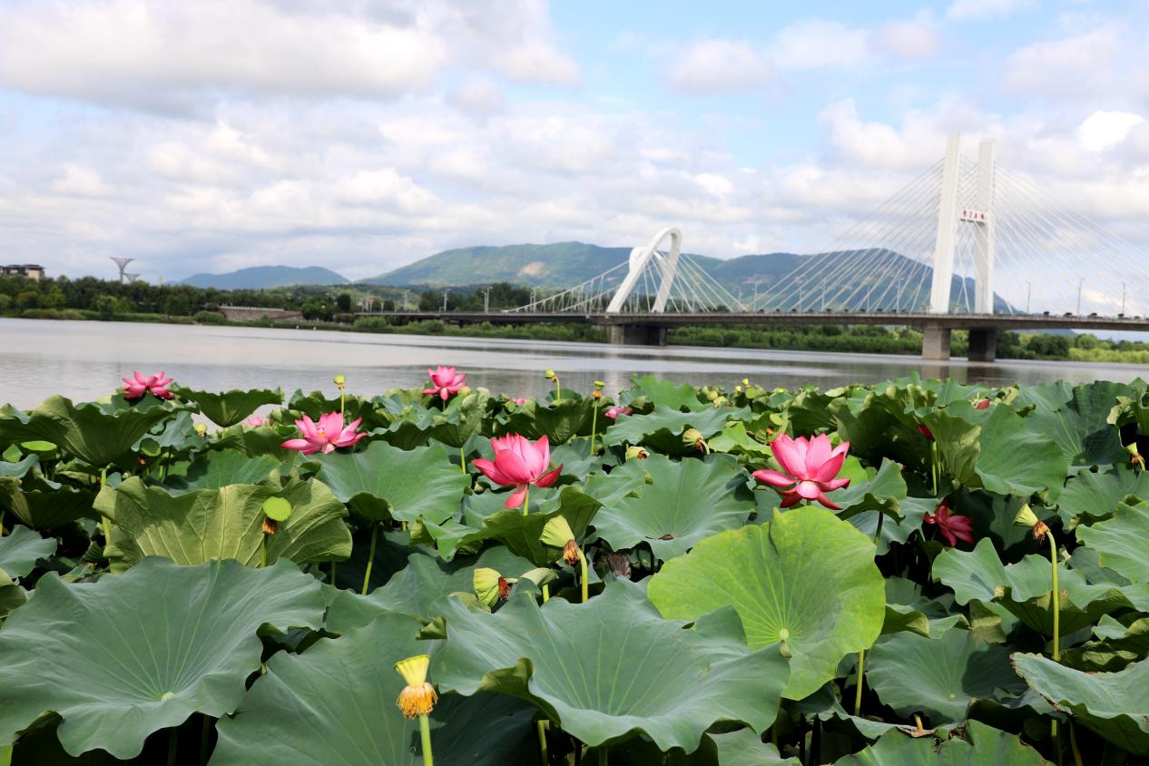 天漢濕地公園蓮花池。