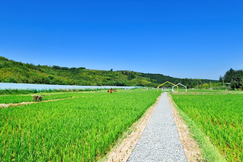 白鹿原上稻花香。陜西藍(lán)田縣前衛(wèi)鎮(zhèn)供圖