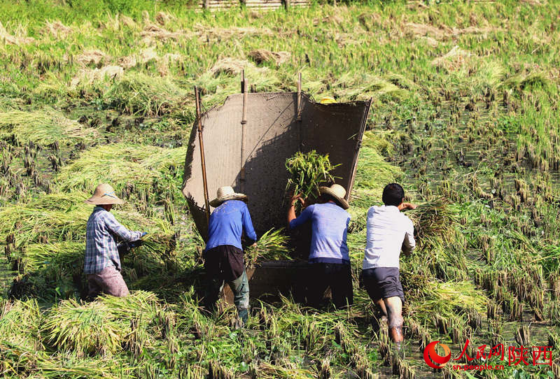 農(nóng)民在稻田地里一片繁忙景象。人民網(wǎng)記者孫挺 攝