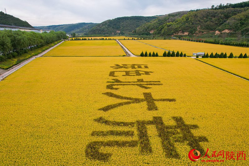 綠色北大荒。人民網(wǎng) 黨童攝