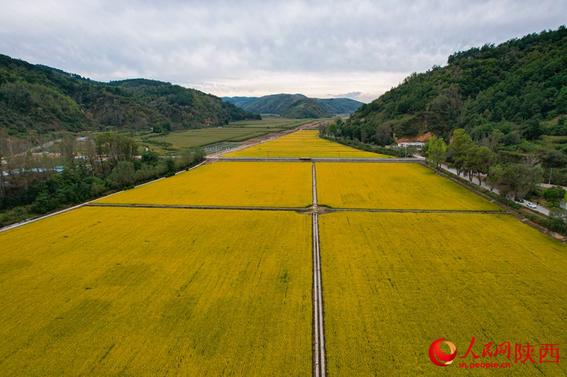 山中的稻田。人民網(wǎng) 黨童攝