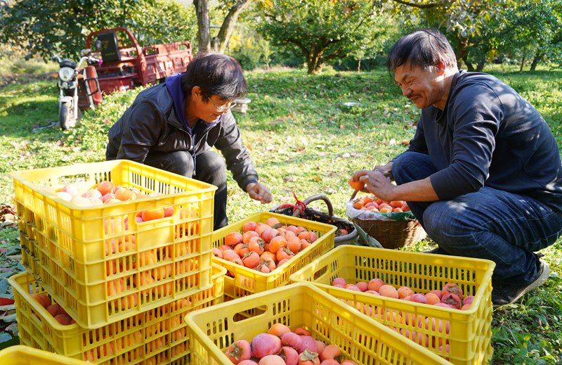 果農(nóng)忙著采摘、分揀、裝筐、運輸，一派豐收景象。王三合攝