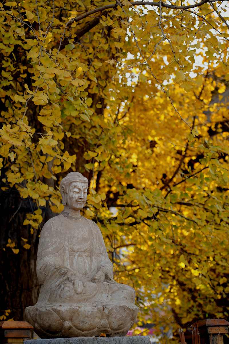 百塔寺內(nèi)古銀杏樹(shù)已進(jìn)入觀賞期。楊凱 攝