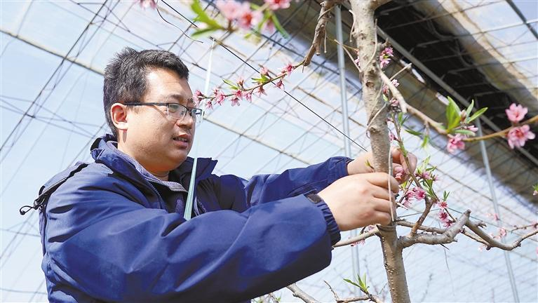 3月1日，達(dá)靖文在管護(hù)大棚桃樹。