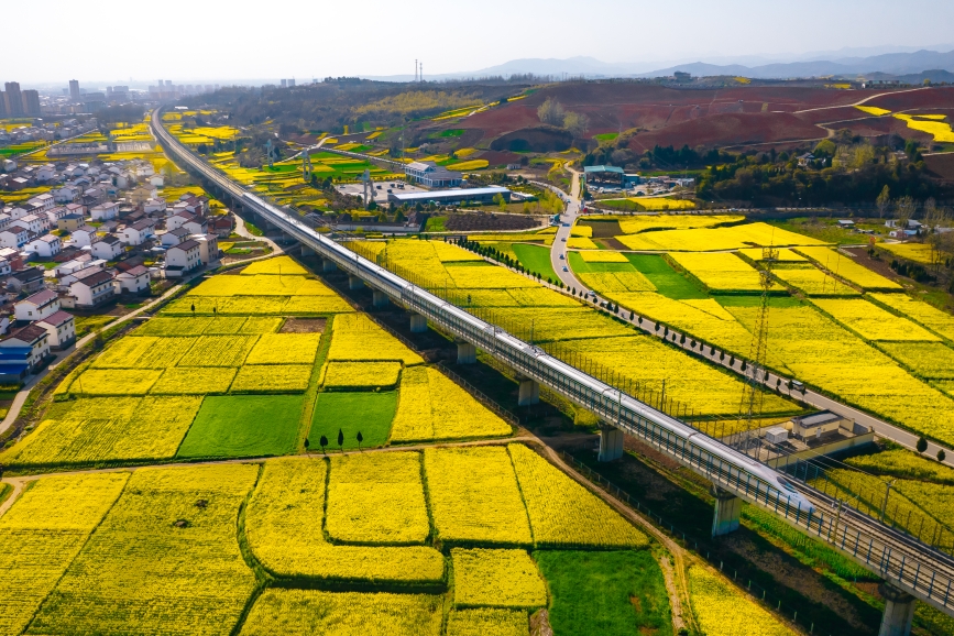 高鐵動(dòng)車組穿越油菜花海。劉一江攝