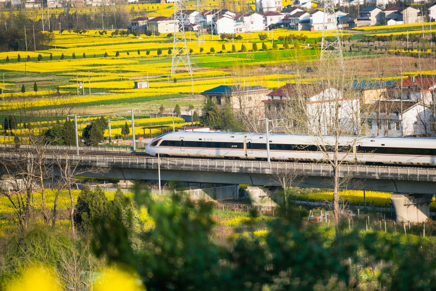 高鐵動(dòng)車組穿越油菜花海。劉一江攝