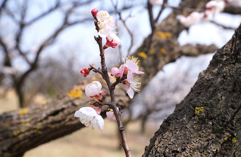 3月25日，西安市臨潼區(qū)仁宗街道莊王村官溝組杏花嶺上的杏花迎風(fēng)怒放。王三合攝