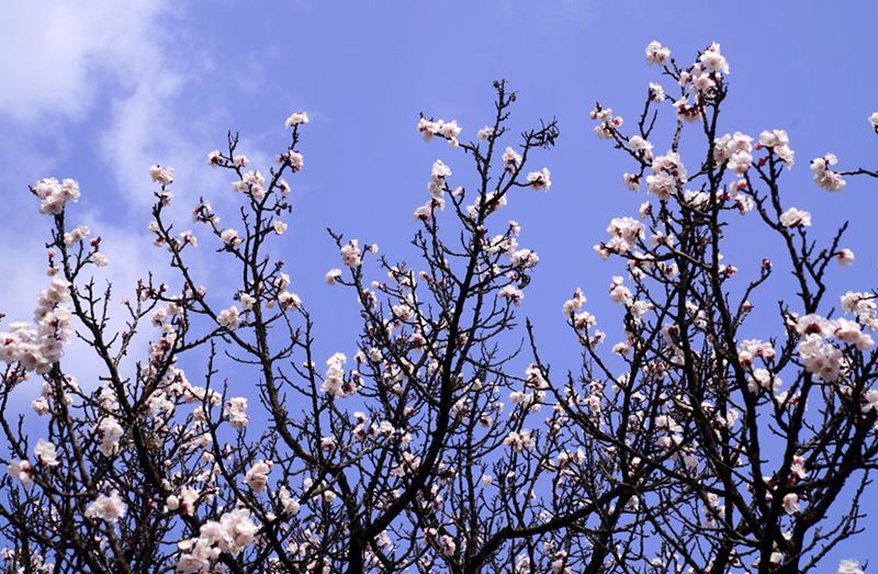 3月25日，西安市臨潼區(qū)仁宗街道莊王村官溝組杏花嶺上的杏花迎風(fēng)怒放。王三合攝