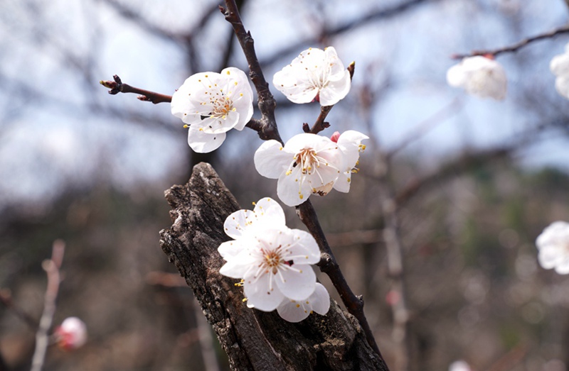 3月25日，西安市臨潼區(qū)仁宗街道莊王村官溝組杏花嶺上的杏花迎風(fēng)怒放。王三合攝