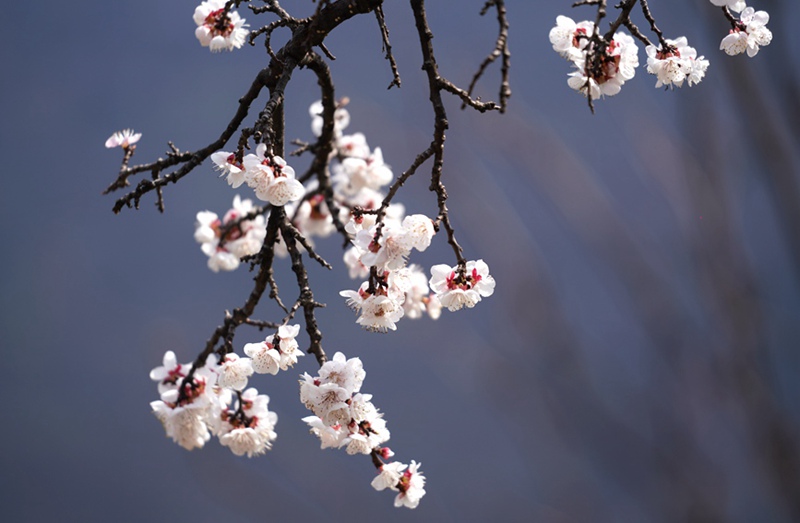 3月25日，西安市臨潼區(qū)仁宗街道莊王村官溝組杏花嶺上的杏花迎風(fēng)怒放。王三合攝